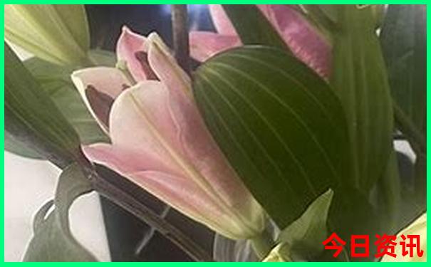 最新正版布衣天中图库